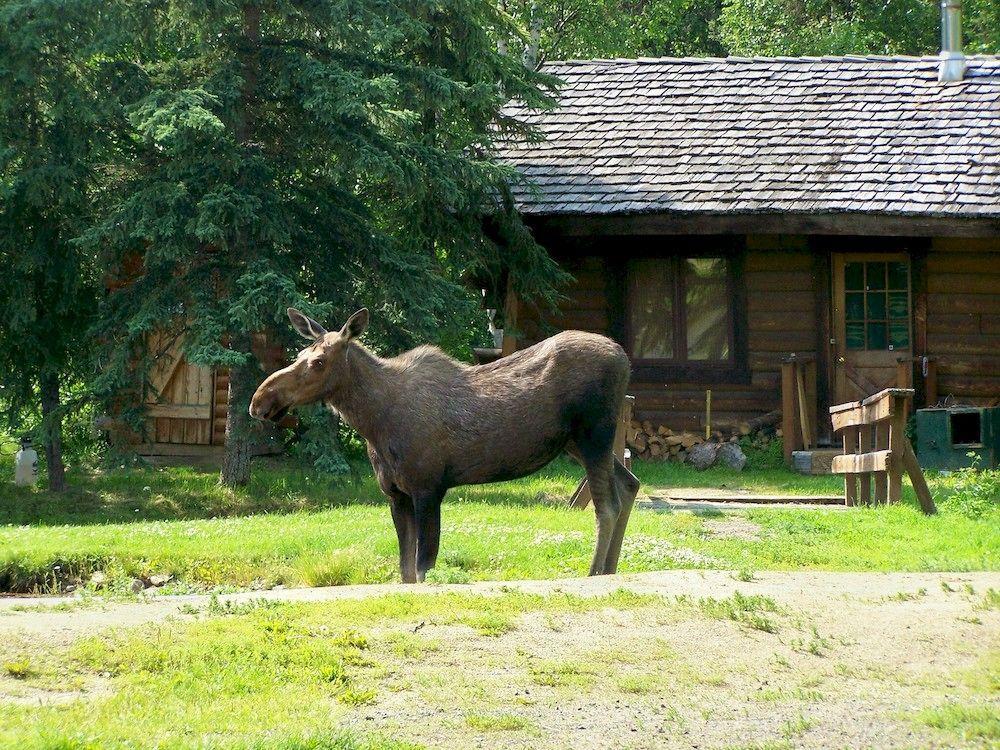Chena Hot Springs Resort Fairbanks Exterior foto